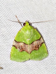 Lophocrama phoenicochlora