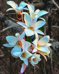 Dendrobium barbatulum