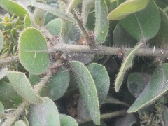 Arctostaphylos × media