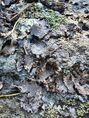 Lasallia pustulata