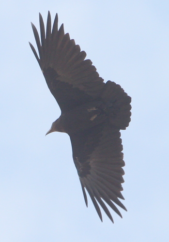 Fan-tailed Raven