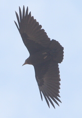Corvus rhipidurus