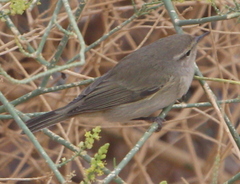 Phylloscopus collybita