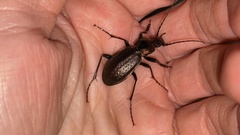 Carabus sternbergi