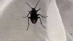 Carabus sternbergi