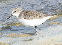 Calidris minuta