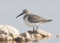 Calidris alpina