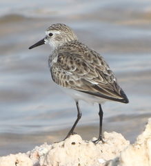 Calidris minuta