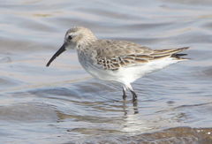 Calidris alpina