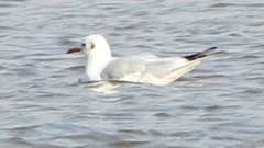 Chroicocephalus ridibundus