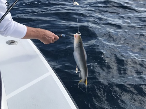 Muttonfish (Malacanthus plumieri) — Malacanthidae — 2