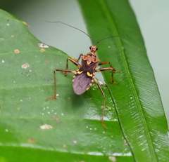 Acanthaspis inscripta