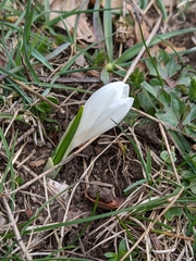 Crocus vernus