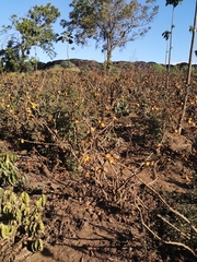 Solanum sessiliflorum