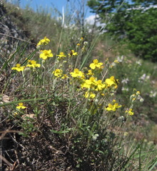 Helianthemum oelandicum orientale