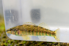 Etheostoma zonale