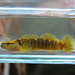 Fantail Darter - Photo (c) Lev Frid, some rights reserved (CC BY-NC), uploaded by Lev Frid
