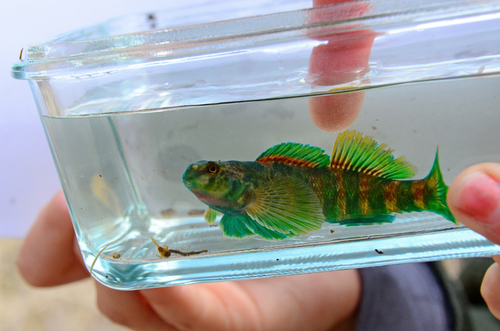 Greenside Darter