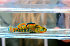 Rainbow Darter photo 4
