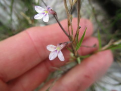 Lobelia patula