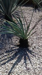 Agave tequilana