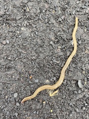 Bipalium pennsylvanicum