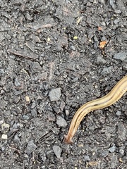 Bipalium pennsylvanicum