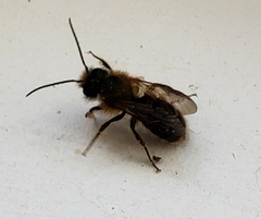 Osmia cornifrons