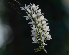 Dendrobium barbatulum