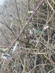 Rubus coriifolius