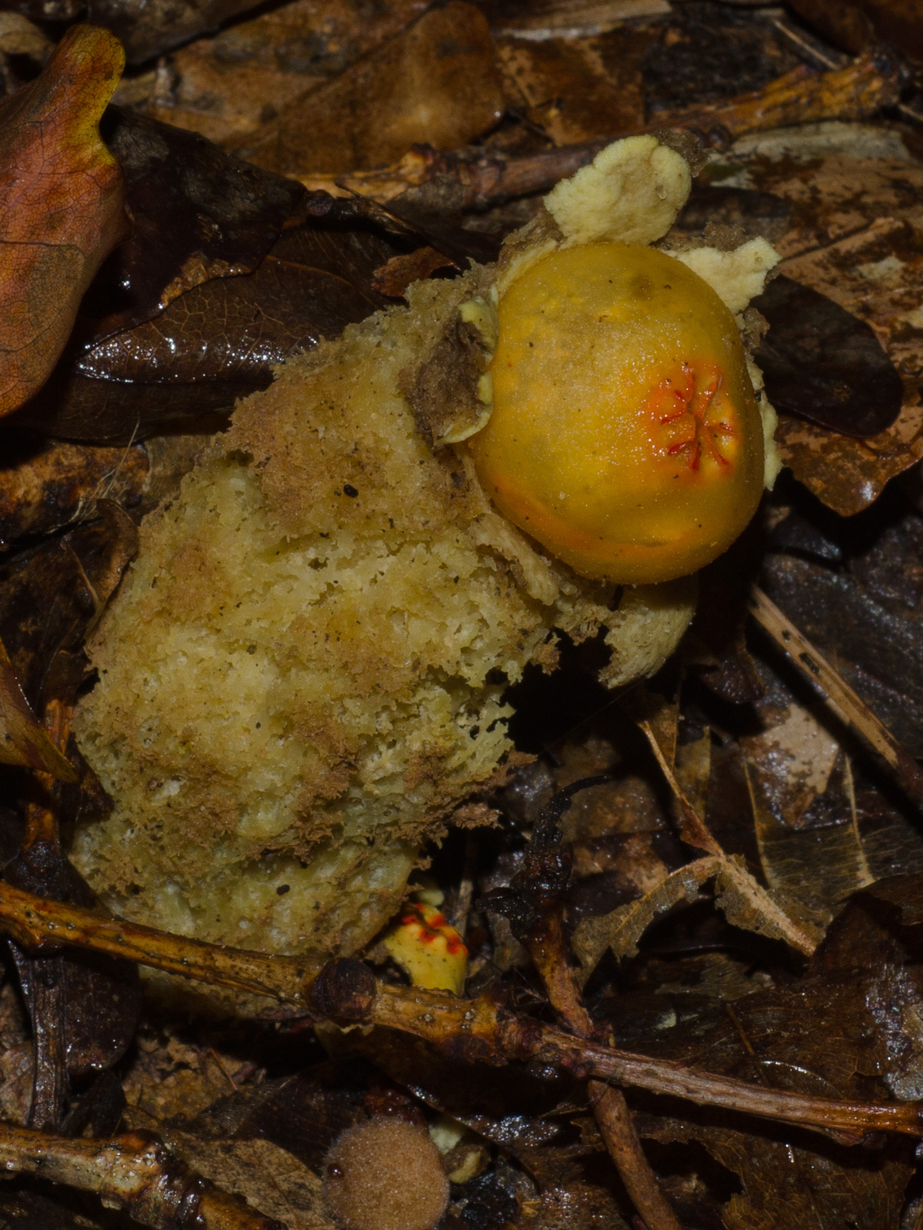 Calostoma lutescens image