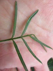 Psoralea montana
