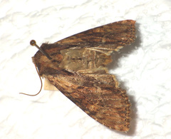 Apamea crenata