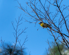 Coccothraustes abeillei
