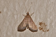 Piletocera macroperalis