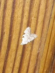Nola triquetrana
