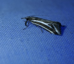 Hednota parahoplitella