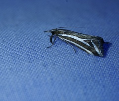 Hednota parahoplitella