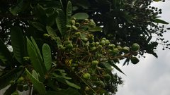 Cupania