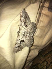 Cymatophora approximaria