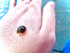 Harmonia axyridis