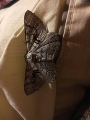 Cymatophora approximaria