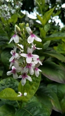 Pseuderanthemum maculatum