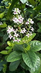 Pseuderanthemum maculatum