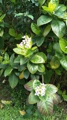 Pseuderanthemum maculatum