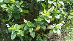 Pseuderanthemum maculatum