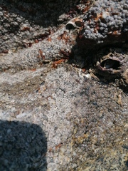 Chthamalus hedgecocki