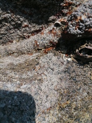 Chthamalus hedgecocki