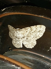 Hypomecis umbrosaria