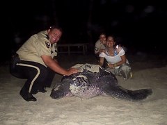 Dermochelys coriacea